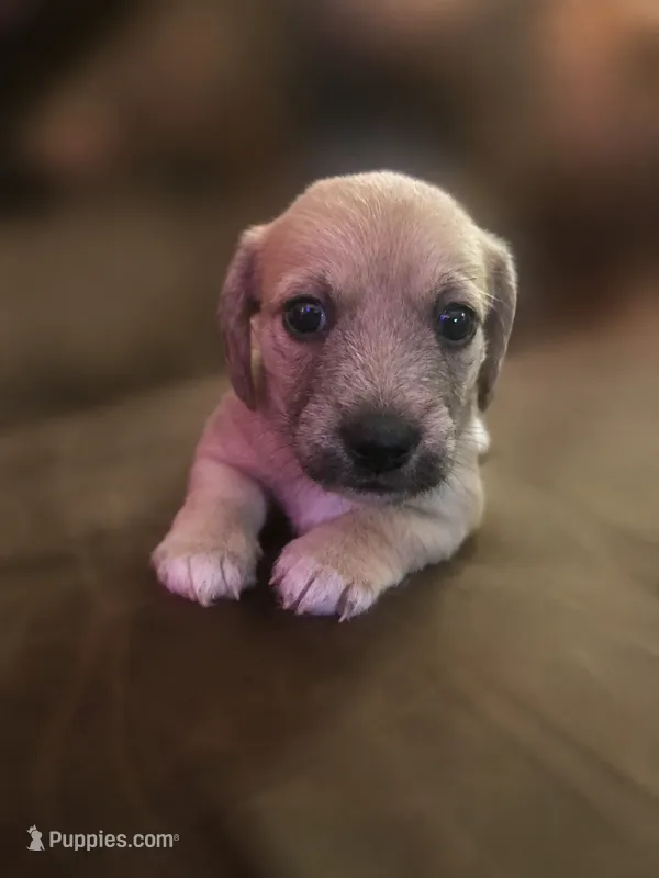 Cupcake – Miniature Dachshund puppy for sale in Fredericksburg, VA