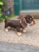 Brownie- Wirehair, a female Miniature Dachshund for sale in Fredericksburg, VA – 3 of 5