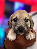 Cupcake, a female Miniature Dachshund for sale in Fredericksburg, VA – 2 of 3