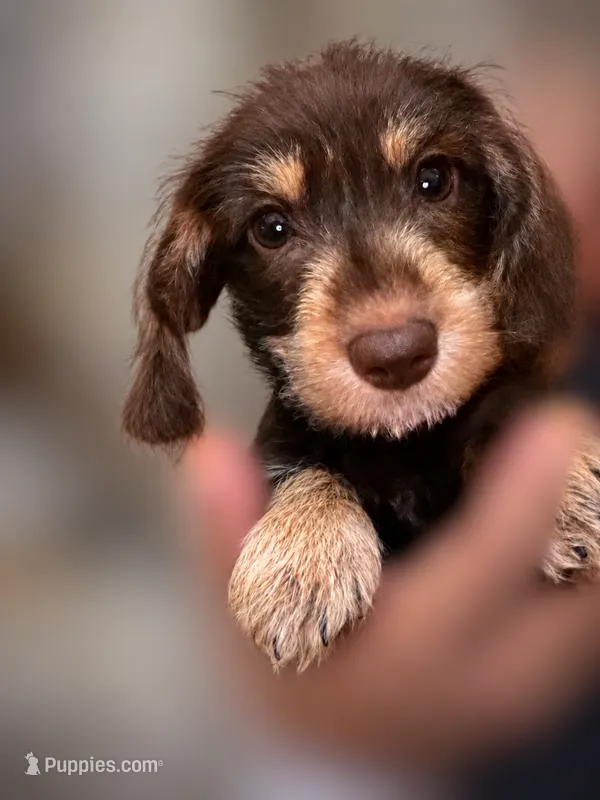 Brownie- Wirehair – Miniature Dachshund puppy for sale in Fredericksburg, VA
