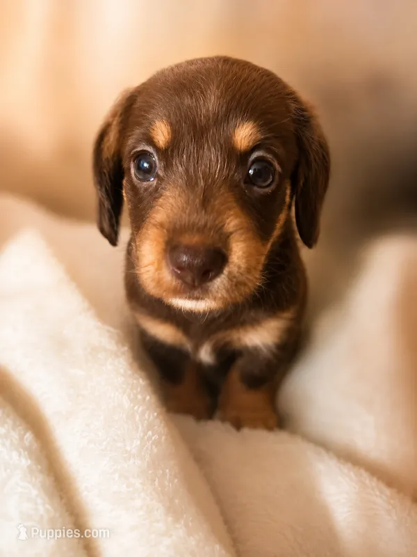 Brownie – Miniature Dachshund puppy on hold in Fredericksburg, VA