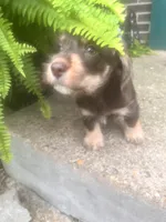 Brownie- Wirehair, a female Miniature Dachshund for sale in Fredericksburg, VA – 2 of 5