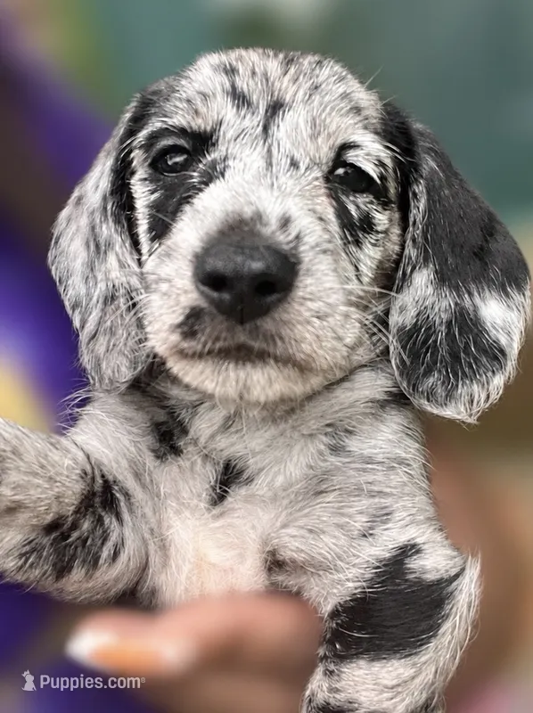 Chip – Miniature Dachshund puppy for sale in Fredericksburg, VA