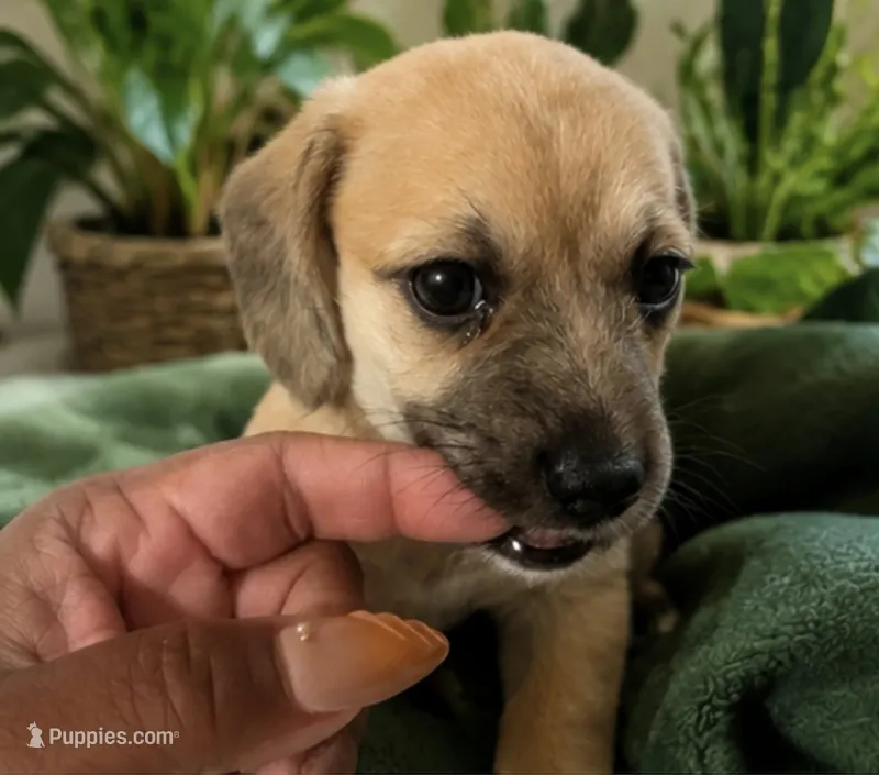 Cupcake – Miniature Dachshund puppy for sale in Fredericksburg, VA