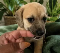 Cupcake-Wirehair , a female Miniature Dachshund for sale in Fredericksburg, VA – 3 of 8