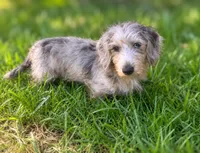 Muffin- Wirehair, a male Miniature Dachshund for sale in Fredericksburg, VA – 9 of 10