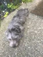 Muffin- Wirehair, a male Miniature Dachshund for sale in Fredericksburg, VA – 8 of 10