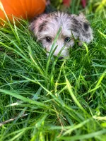 Muffin- Wirehair, a male Miniature Dachshund for sale in Fredericksburg, VA – 3 of 10