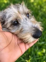 Muffin- Wirehair, a male Miniature Dachshund for sale in Fredericksburg, VA – 10 of 10