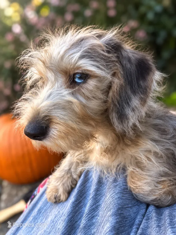 Muffin- Wirehair – Miniature Dachshund puppy for sale in Fredericksburg, VA