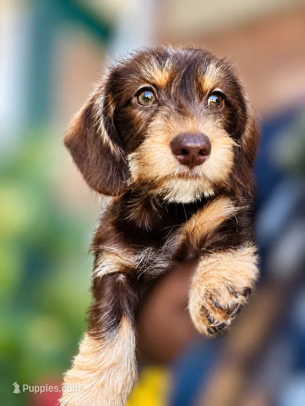 Brownie- Wirehair – Miniature Dachshund puppy for sale in Fredericksburg, VA