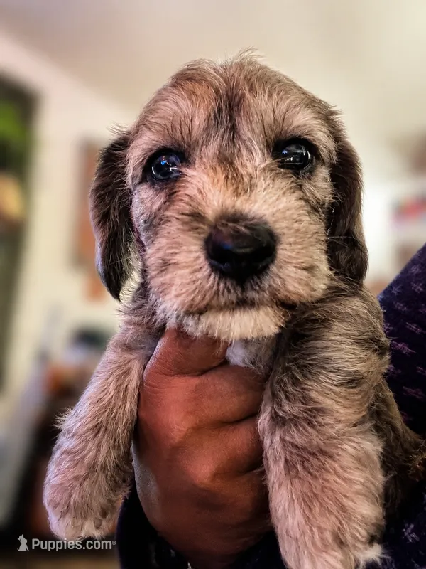 Muffin – Miniature Dachshund puppy for sale in Fredericksburg, VA