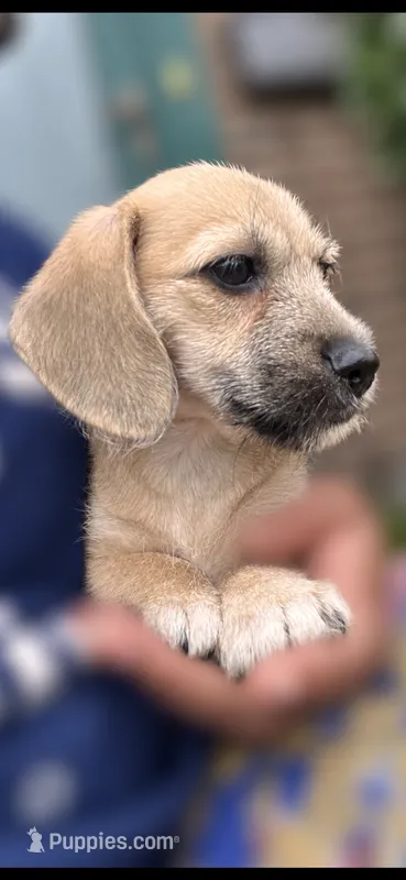 Cupcake-Wirehair  – Miniature Dachshund puppy for sale in Fredericksburg, VA