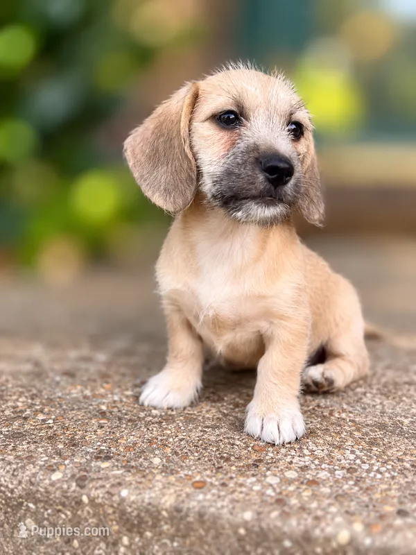 Cupcake-Wirehair  – Miniature Dachshund puppy for sale in Fredericksburg, VA