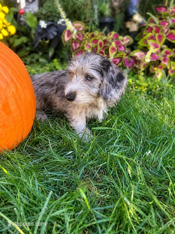 Muffin- Wirehair – Miniature Dachshund puppy for sale in Fredericksburg, VA