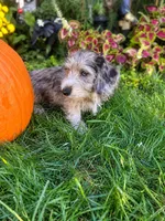 Muffin- Wirehair, a male Miniature Dachshund for sale in Fredericksburg, VA – 2 of 10