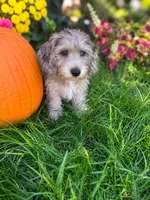 Muffin- Wirehair, a male Miniature Dachshund for sale in Fredericksburg, VA – 4 of 10