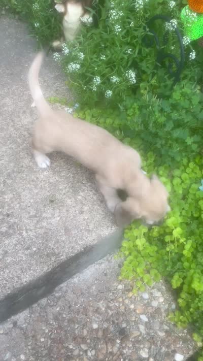Cupcake-Wirehair , a female Miniature Dachshund for sale in Fredericksburg, VA – 8 of 8