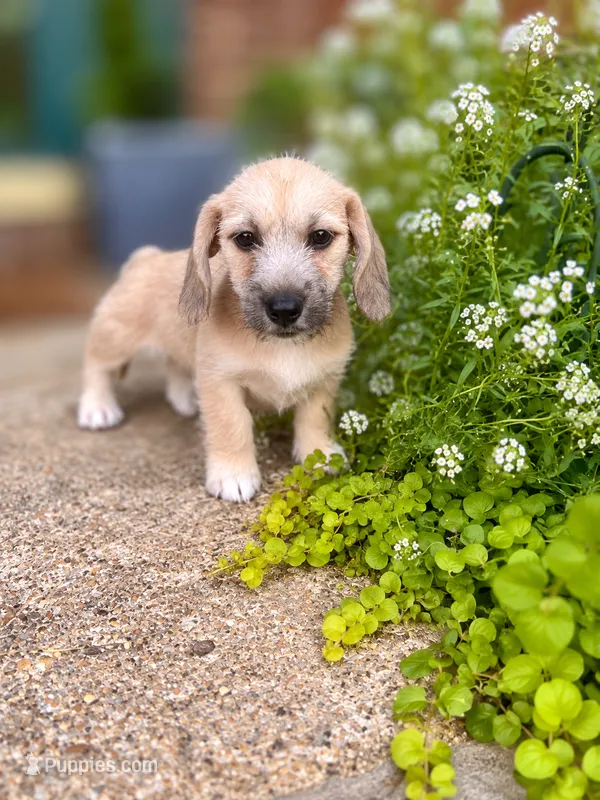 Cupcake-Wirehair  – Miniature Dachshund puppy for sale in Fredericksburg, VA
