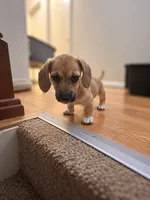 Cupcake-Wirehair , a female Miniature Dachshund for sale in Fredericksburg, VA – 2 of 8