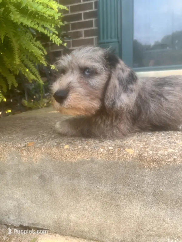 Muffin- Wirehair – Miniature Dachshund puppy for sale in Fredericksburg, VA