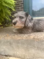 Muffin- Wirehair, a male Miniature Dachshund for sale in Fredericksburg, VA – 7 of 10