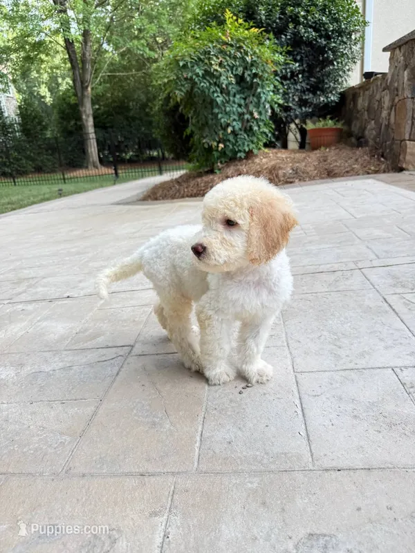 Rumi – Poodle - Standard  puppy for sale in Charlotte, NC