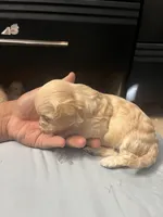 Poddle, a female Poodle - Miniature  for sale in South El Monte, CA – 3 of 4