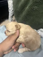 Poddle, a female Poodle - Miniature  for sale in South El Monte, CA – 2 of 4