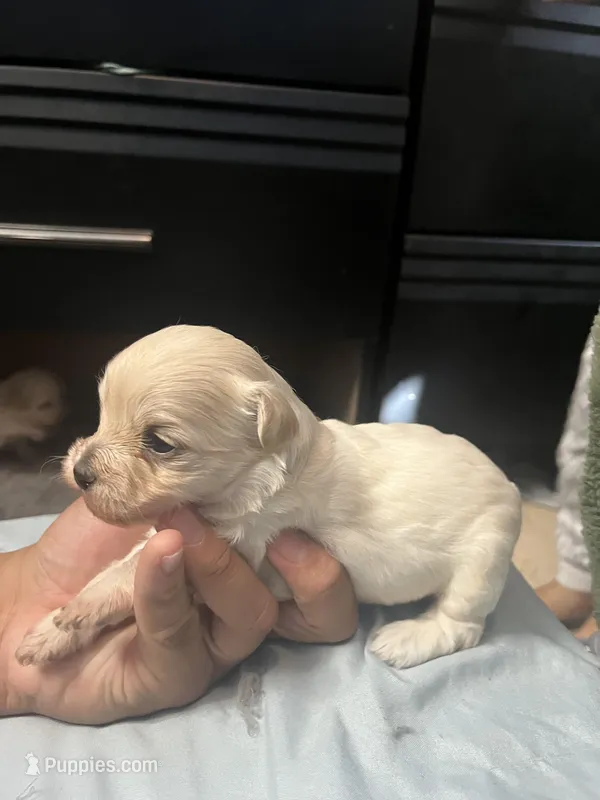 Poddle – Poodle - Miniature  puppy for sale in South El Monte, CA