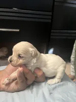 Poddle, a female Poodle - Miniature  for sale in South El Monte, CA – 1 of 4