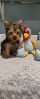 Teddy, a male Yorkshire Terrier for sale in Fresno, CA – 2 of 3