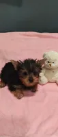 Tinkerbell , a female Yorkshire Terrier for sale in Fresno, CA – 2 of 3