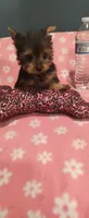 Princess , a female Yorkshire Terrier for sale in Fresno, CA – 3 of 4