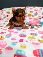 Coco, a female Yorkshire Terrier for sale in Fresno, CA – Photo 2 of 2