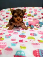 Coco, a female Yorkshire Terrier for sale in Fresno, CA – Photo 1 of 2