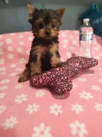Princess , a female Yorkshire Terrier for sale in Fresno, CA – 4 of 4