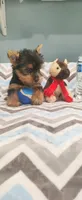 Rocky, a male Yorkshire Terrier for sale in Fresno, CA – 2 of 3