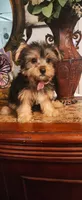 Bella, a female Yorkshire Terrier for sale in Fresno, CA – 2 of 3