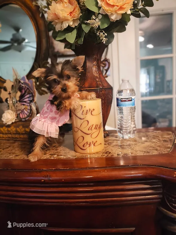 Tinkerbell  – Yorkshire Terrier puppy for sale in Fresno, CA