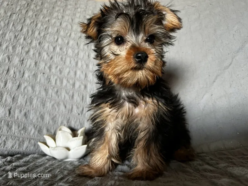 Roxy – Yorkshire Terrier puppy for sale in Fresno, CA