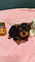 Tinkerbell , a female Yorkshire Terrier for sale in Fresno, CA – 3 of 3