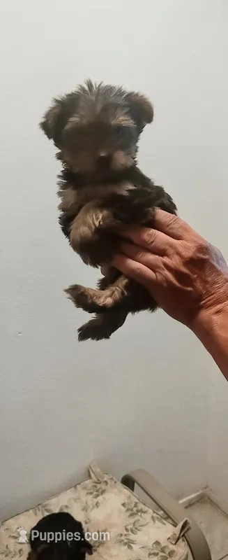 Princess , a female Yorkshire Terrier for sale in Fresno, CA – 1 of 2