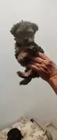 Princess , a female Yorkshire Terrier for sale in Fresno, CA – 1 of 2