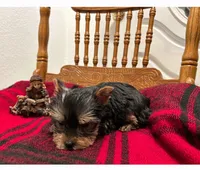 Teddy, a male Yorkshire Terrier for sale in Fresno, CA – Photo 3 of 3