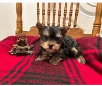 Teddy, a male Yorkshire Terrier for sale in Fresno, CA – Photo 1 of 3