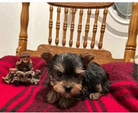 Teddy, a male Yorkshire Terrier for sale in Fresno, CA – Photo 2 of 3