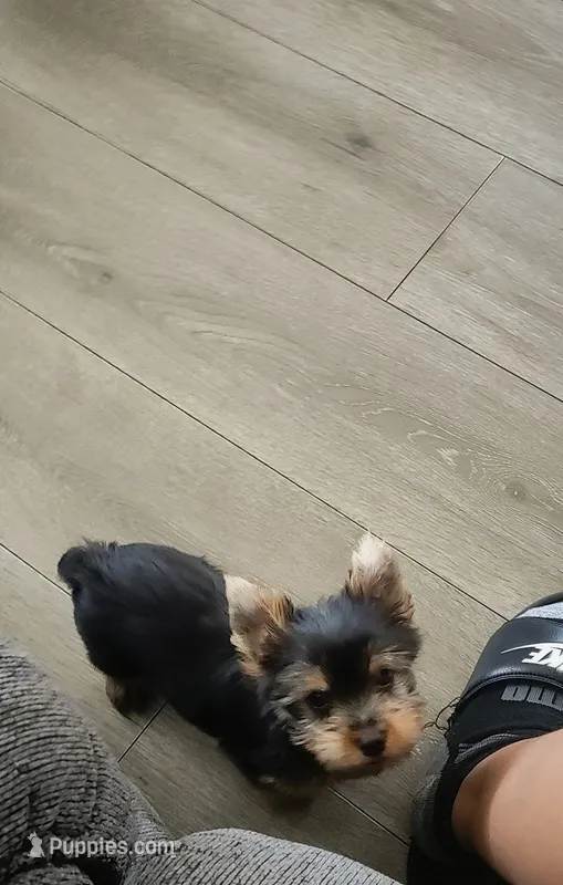 Rocky – Yorkshire Terrier puppy for sale in Fresno, CA