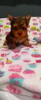 Roxy, a female Yorkshire Terrier for sale in Fresno, CA – Photo 2 of 2