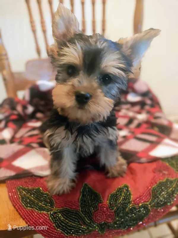Roxy – Yorkshire Terrier puppy for sale in Fresno, CA